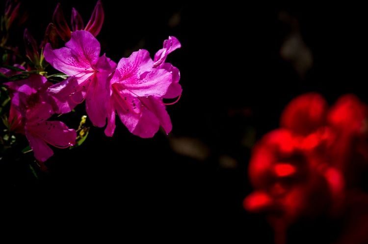 生肖|下个礼拜，月老提携，渴望桃花运，守护爱情真情相约的四大生肖！