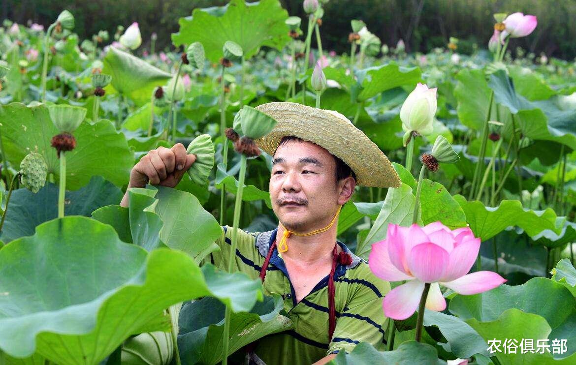 农俗俱乐部|7月16号入伏，40天的伏天，老农常说“入伏有6怕”是哪6怕呢？