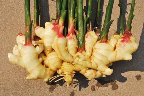 「食材」每天早上吃3片它，胜过喝参汤，排汗降温，增强食欲，越吃越年轻