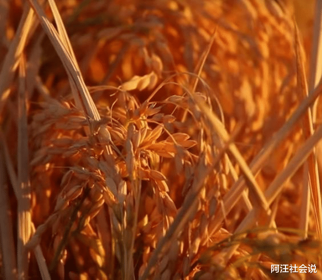 伊拉克：多国开始限制粮食出口，伊拉克粮食供应告急！中国库存还有多少？