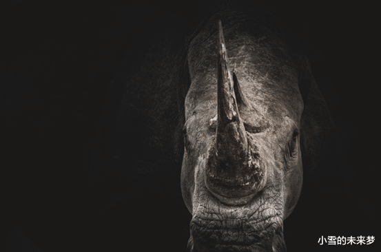 大象|动物身上那些极其昂贵的东西！