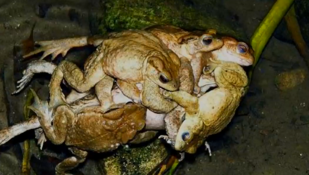 【蟾蜍】蟾蜍竟然骑在蟒蛇身上？这种怪异的行为到底是怎么回事