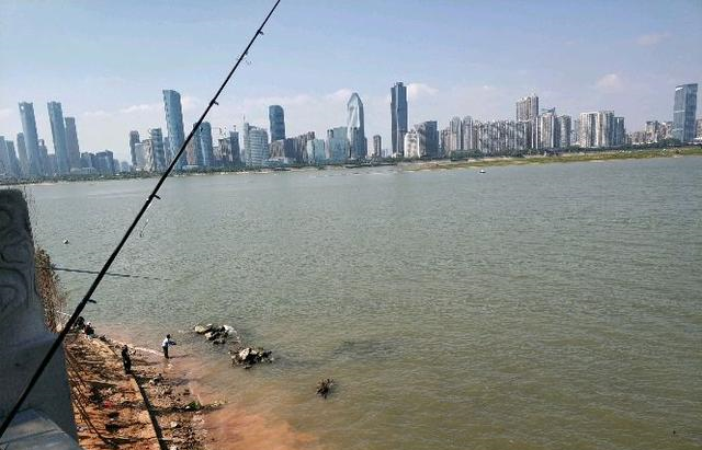 赣江|赣江边再聚“锚鱼佬”,半天鱼获上百斤,大小鲢鳙无一辛免