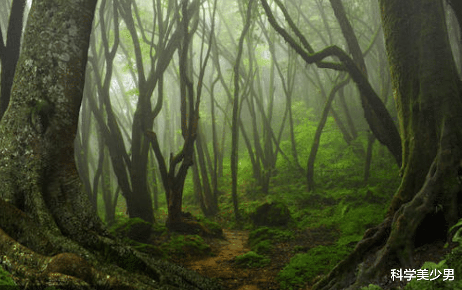 蟒蛇|世界上最大的蛇，为何都扎堆在热带雨林之中？这不是巧合