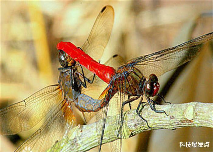 「」美国女子发现奇特生物,像是巨大的“变异蜻蜓”,真实身份是什么?