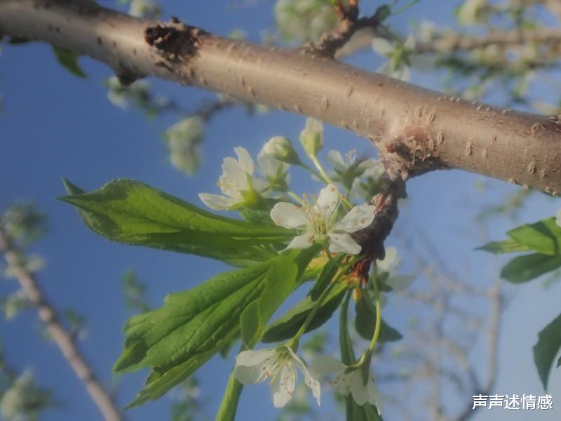『生肖』下个月，前缘未了，旧爱回头，破镜重圆，从此相伴终生的四大生肖
