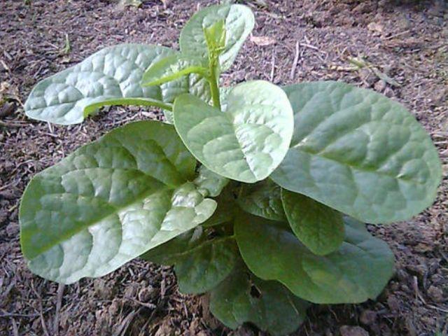 木耳|一道女人的“美容菜”，做成菜汤更棒，隔三差五去吃，美白又瘦身