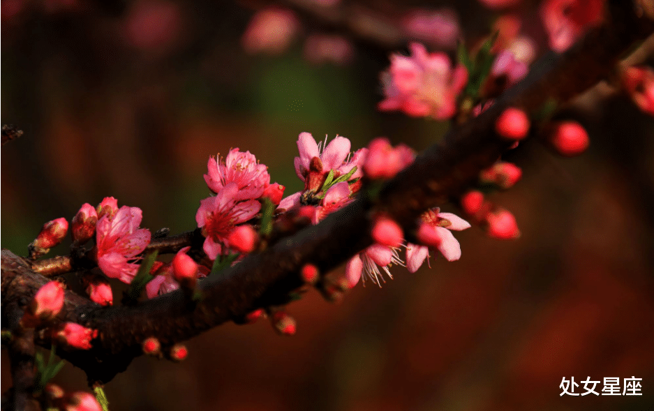 事业运|喜鹊叫，接下来一周，贵人帮扶，财运滚滚来的生肖，日子不愁钱