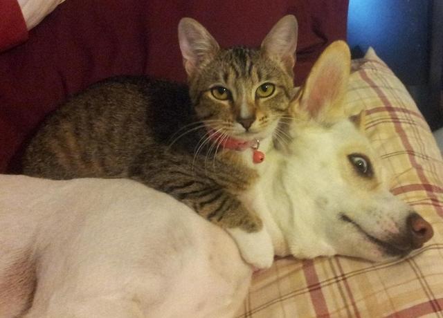 21张搞笑图片告诉你，什么叫做被猫咪支配的恐惧。狗子：我太难了