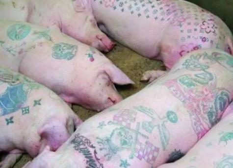 『老外在中国』老外在中国养猪，不为吃肉只为猪皮，并称：猪皮比黄金还值钱！