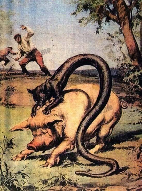 传奇生物|现实中可能真实存在的八大传奇生物，看过的没有说不震撼的