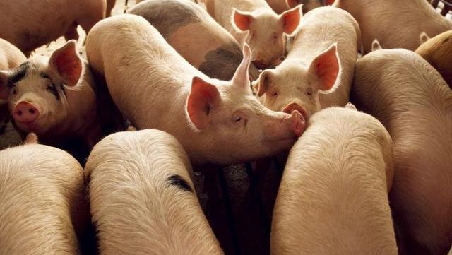 生猪价格:20元猪价重现,7月进口肉或将下降50%,猪价纪录要被破?答案来了
