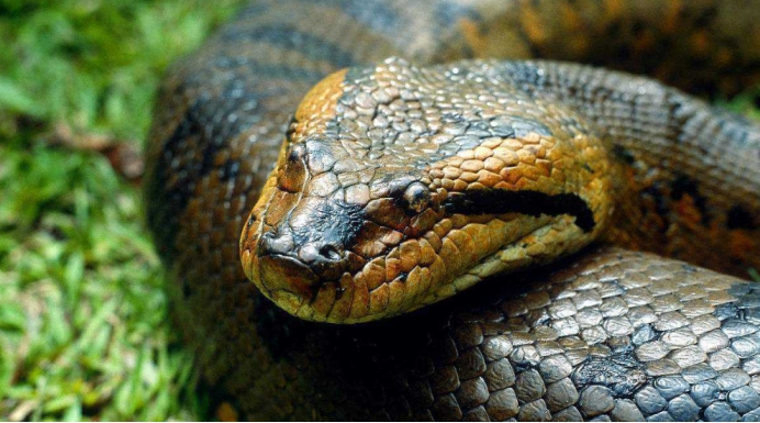 科学家|可以活20万年的蛇存在吗!研究者提到一种生物,它或许就是答案