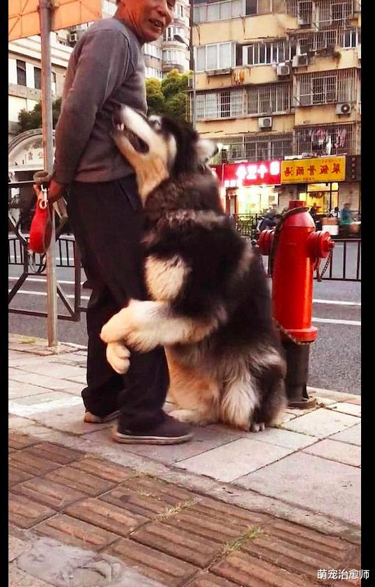 阿拉斯加走累了，抱住大爷腿就撒起娇来：求抱抱，我还是个宝宝！