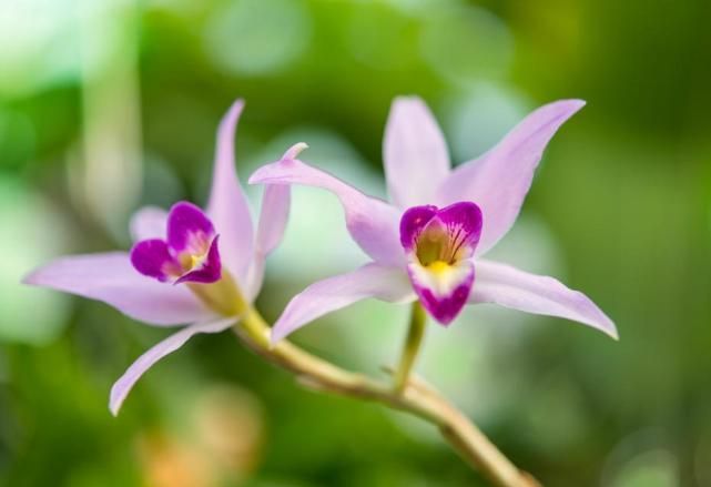 生肖|2021年好运一路延续，赚钱机会增多，终于要翻身的3个生肖！