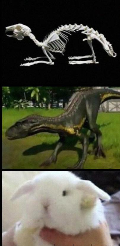 电影|动物的头盖骨是如何欺骗人类的，看完颠覆你的认知观