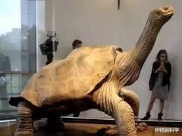 「基因」动物没人教,为什么天生就懂得交配?