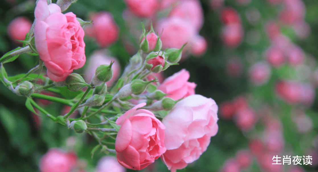 燃爱|11月，旧爱选择回头，再次得到爱情，3生肖破冰和好，重燃爱火