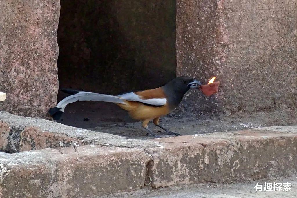 乌鸦@一只飞鸟将“火”吞了进去，这一举动引起专家重视，难道进化了？