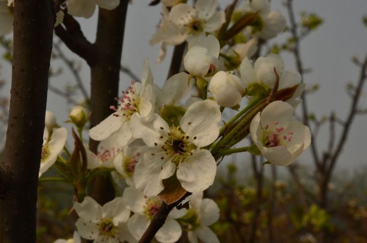 摩羯座|未来一周，桃花朵朵开，真爱依旧存一世长情，遇到爱的四个星座！
