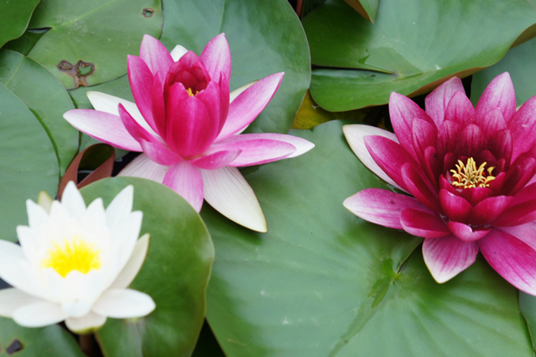 「运势」6月运势蒸蒸日上，4属相富贵盈门，家兴业旺，顺风顺水