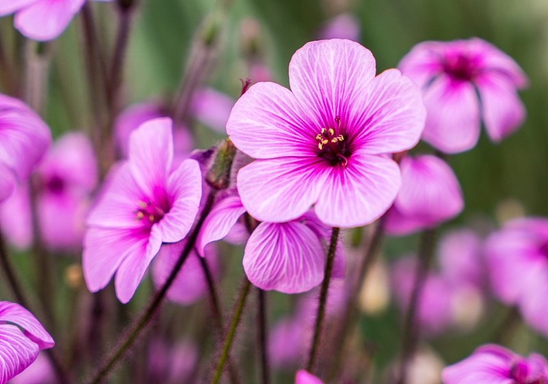 「霉运」生肖鸡：2020年5月份整体运势，鸿运当头，贵人运旺