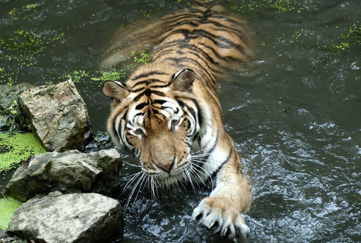 #老虎#老虎如果灭绝，对人类的影响有多大？远比你想象的严重