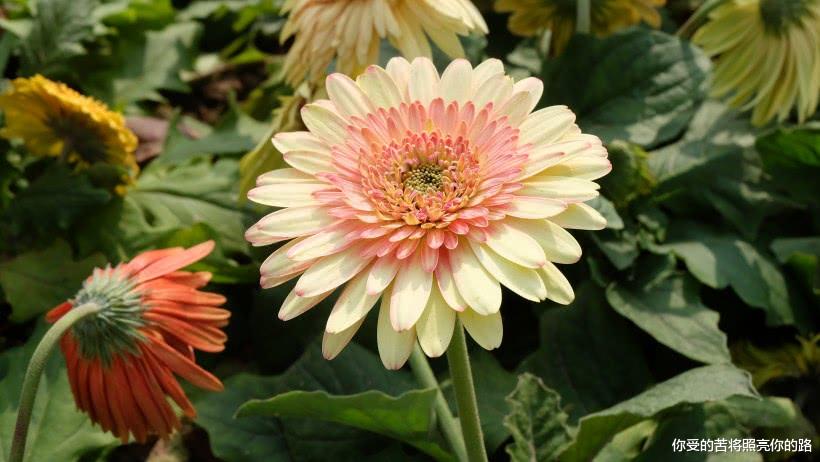 「运势」5月下旬起财运进入黄金期，好运爆棚，喜事不断的四属相