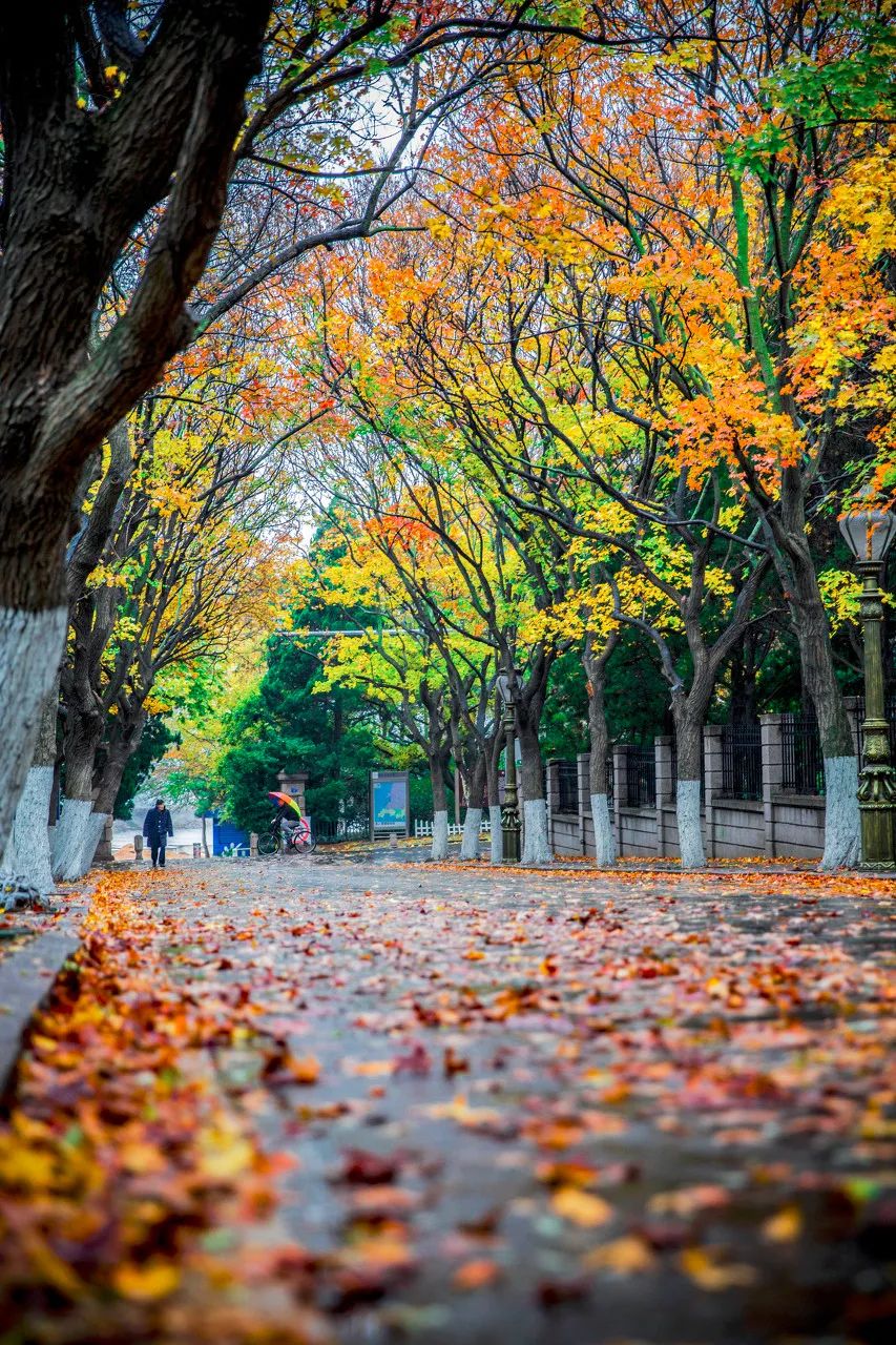 梯田|中国最美50个秋景,美得令全世界为之倾倒!去过20个就算达人