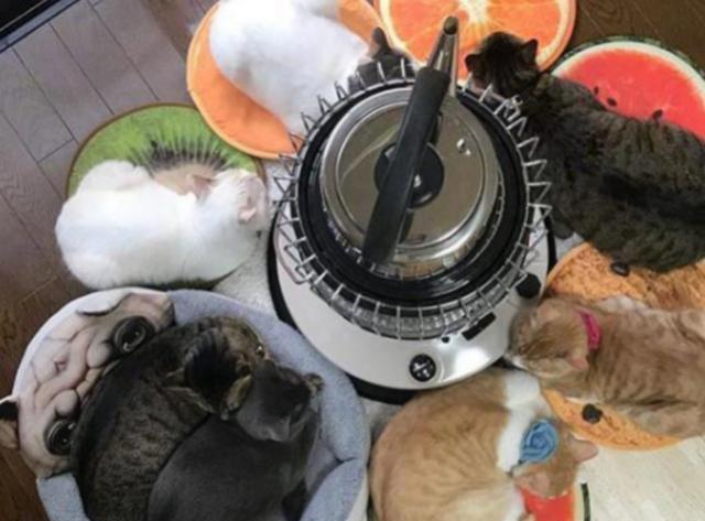 天冷了猫咪看见取暖器后，就如同见到了小鱼干一般，特别有趣