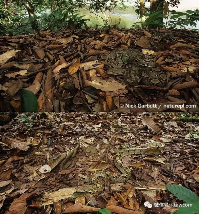 |世界上最长的蛇可以有多长?