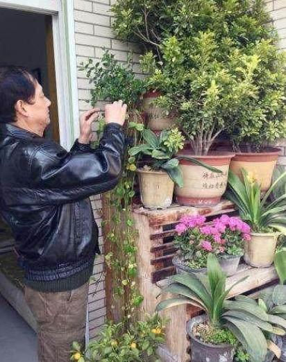 |在自家阳台种满了植物,心里乐开花,发业主群邻居却议论纷纷