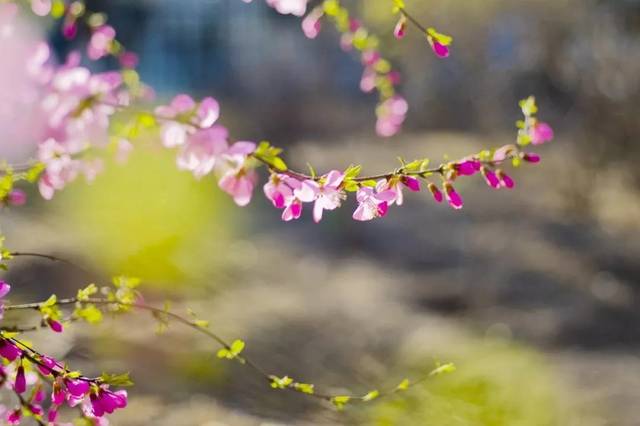 「生肖」明天起，大富大贵找进门，大运滚滚来，喜事扎成堆，3生肖生活越来越富裕