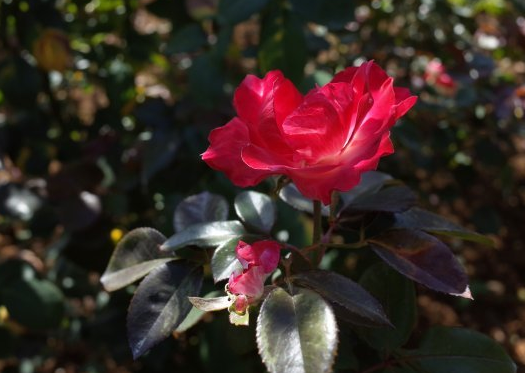生肖|8月份起好运来袭，4属相财源滚滚，横财不断，顺风顺水，好运不断