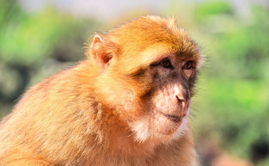 「」福及子孙:1968年“52岁”生肖猴何时才能够“享清福”?