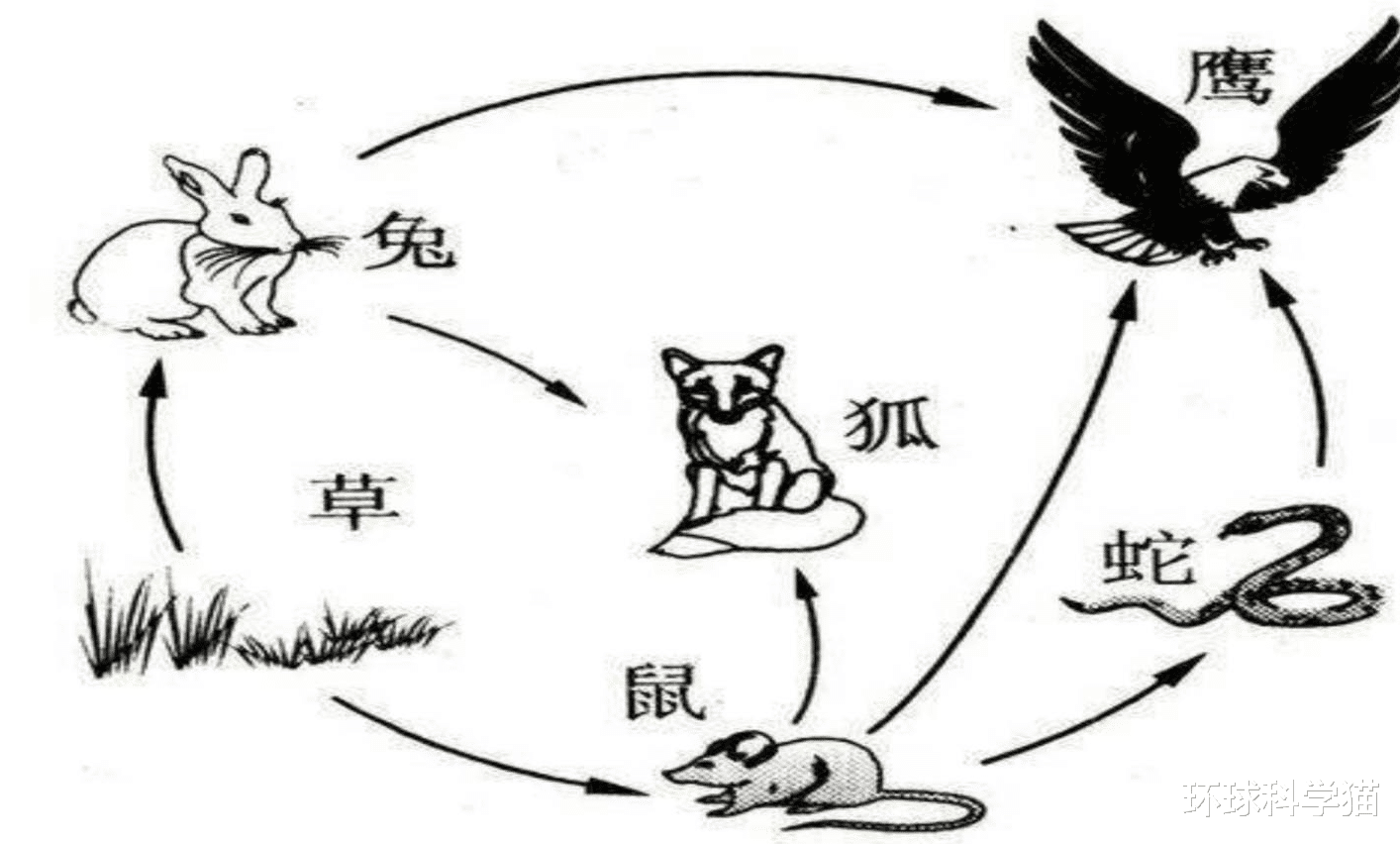 |老鼠能不能将其全部灭绝？如果灭完了会有什么后果？