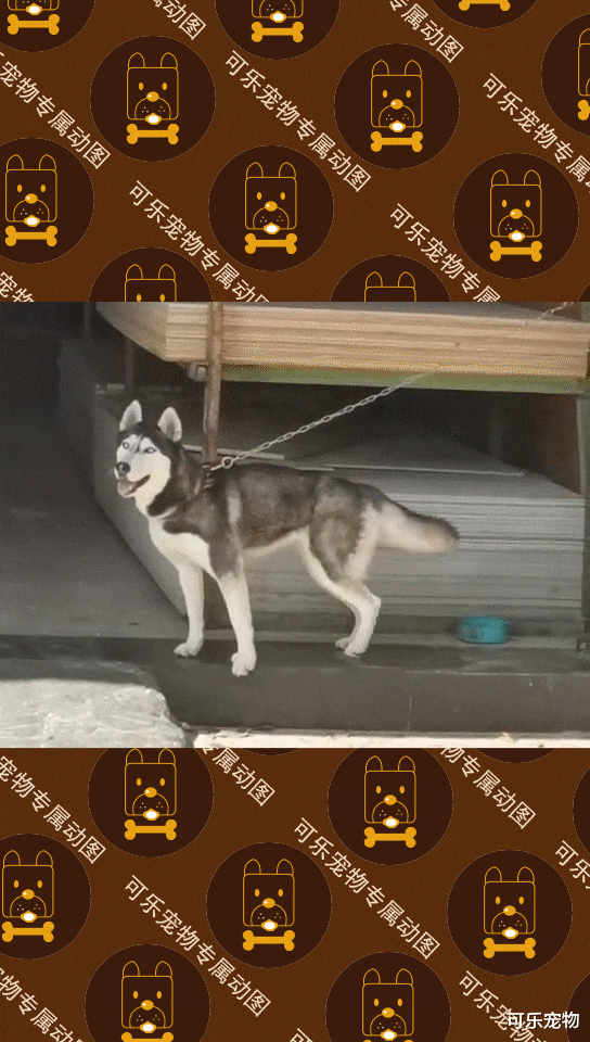 哈士奇街头表演太空步，地砖都盘包浆了，美女出现二哈反应太真实！