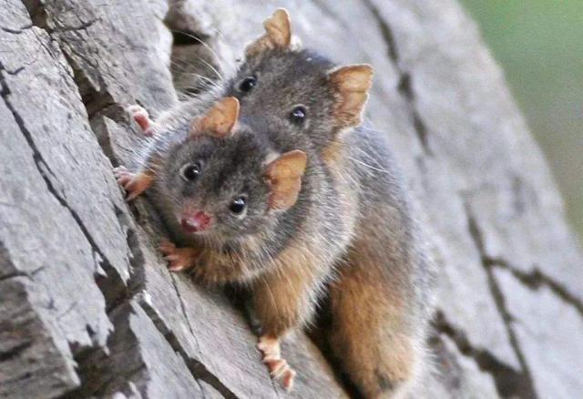 #蜘蛛#为什么有些动物会在交配后死亡?