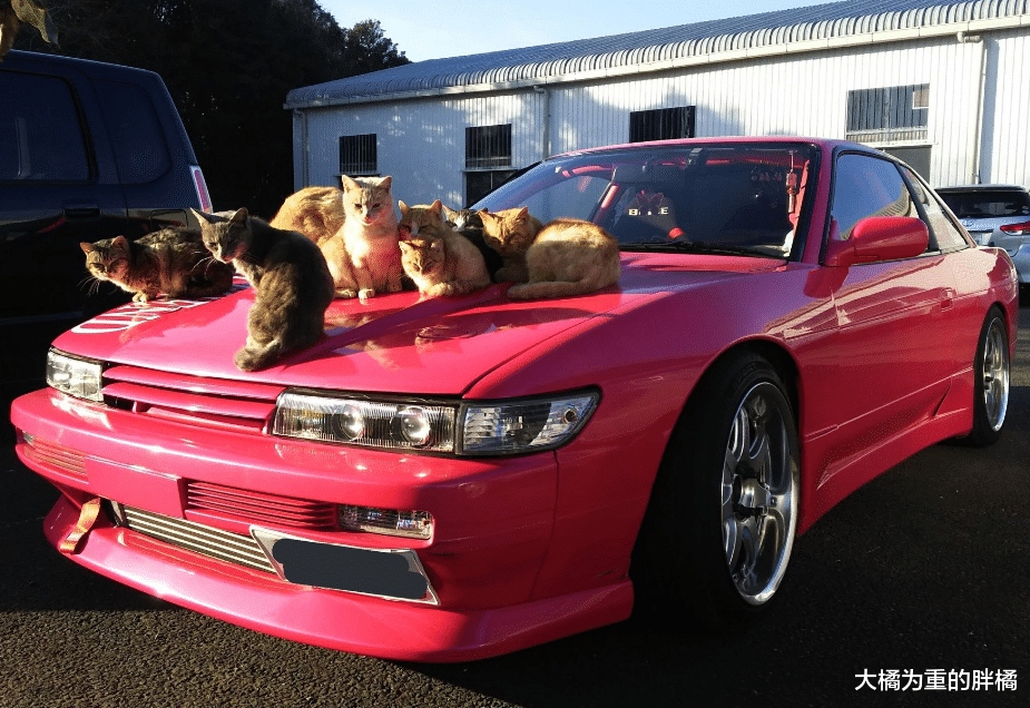 女子的爱车太显眼，橘猫领着一大堆朋友来“蹭车”，还能有吃有喝