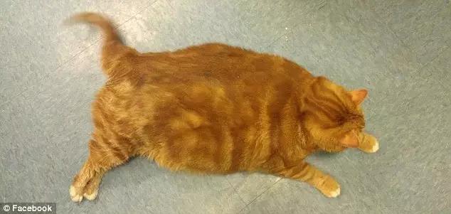 减肥励志大橘猫：昨天你对我嫌弃抛弃，今天我让你高攀不起