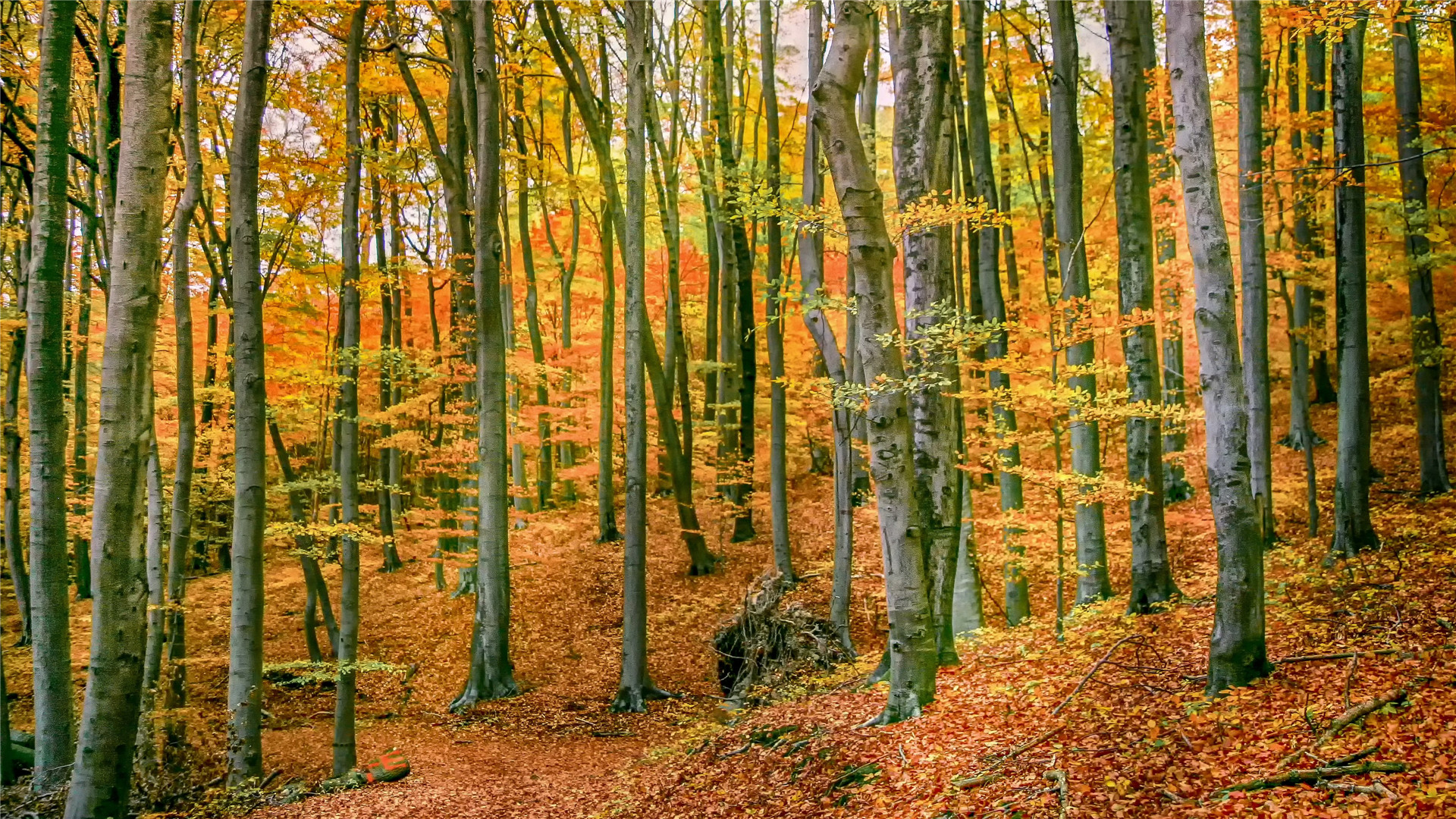 运势|从9月18日开始,运势如虹,会福星高照,招财进宝的三大生肖