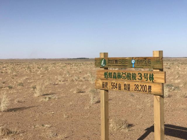 马云▲马云的百年大计：携手支付宝10亿用户在沙漠种树，4年过去变成这样