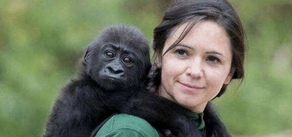 科学家|科学家找了5名女性与大猩猩繁衍后代,几十年过去了,结果如何?