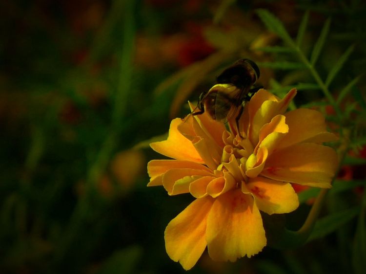 『属马』未来三个月事业一帆风顺,前途大好,财运也是杠杠的四属相