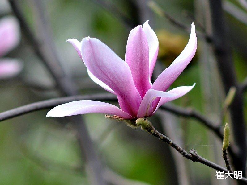 「生肖」6月下旬期间，趋吉避凶，桃花纷飞，喜提美好姻缘的四大生肖