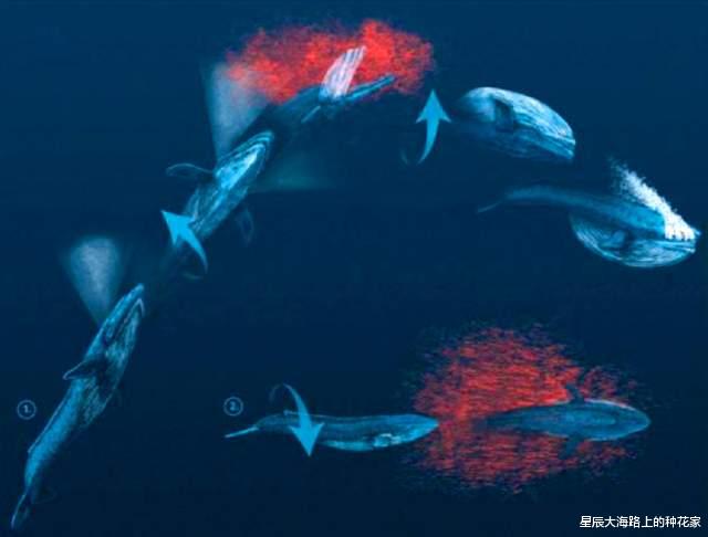南极|消失了100年的蓝鲸，突然回到南极海域，这预示着什么？