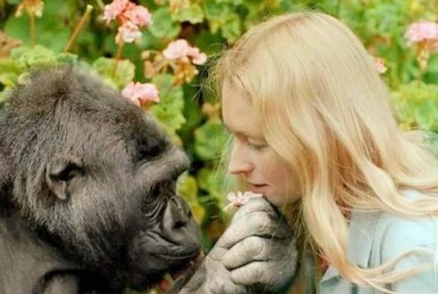 猩猩|当年的人和猩猩后代实验，有五个女孩子报名参与试验，结果如何了