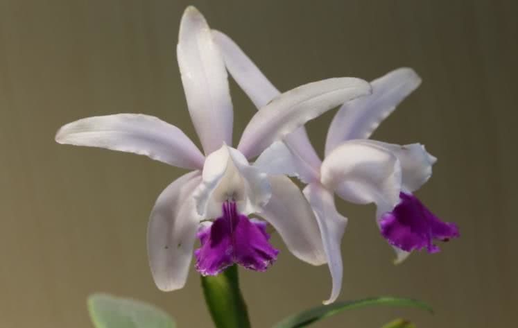 生肖|8月中旬开始贵人多财运旺，有吉星照耀，翻身做大富翁的四大生肖