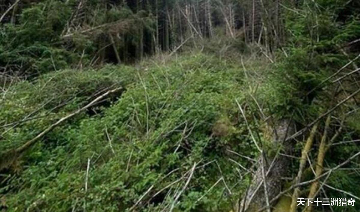 UFO|UFO坠毁现场？英男子遇大片倒下树木，与5月13日巴西UFO事件相似