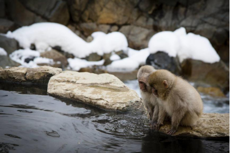 『温泉』这里有山有松有海，更有日出灿烂，大家知道是哪里吗
